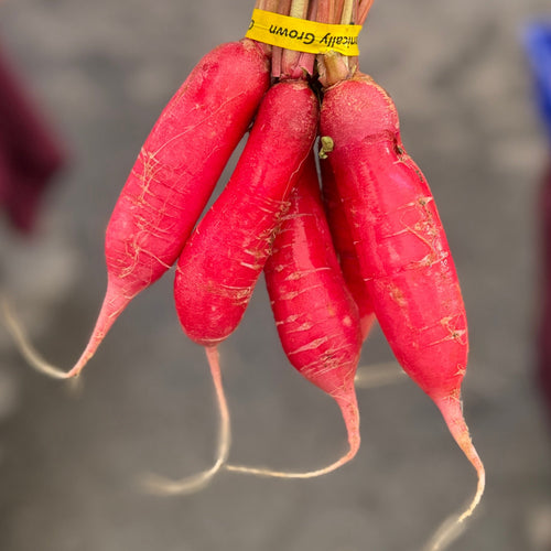 Organic Red King Daikon, from Norwich Meadows Farm.