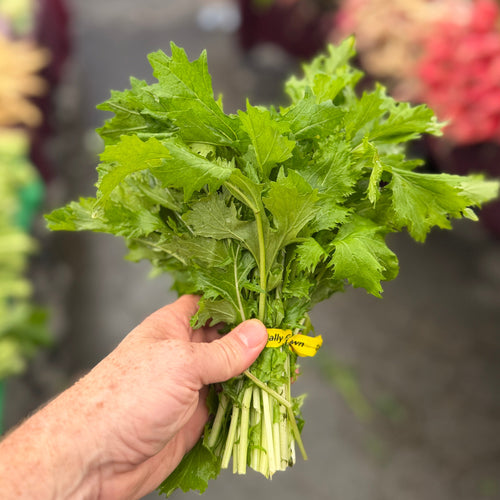 Organic Mizuna - grown by norwich meadows Farm.