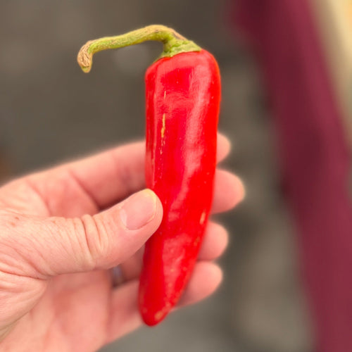 Korean Gochu pepper grown by Norwich Meaadows Farm.