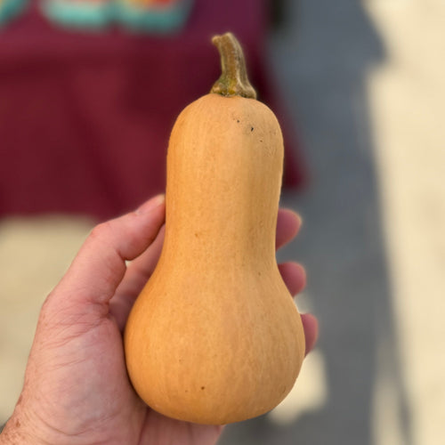 Row 7 Honeypatch Squash grown by Norwich Meadows Farm