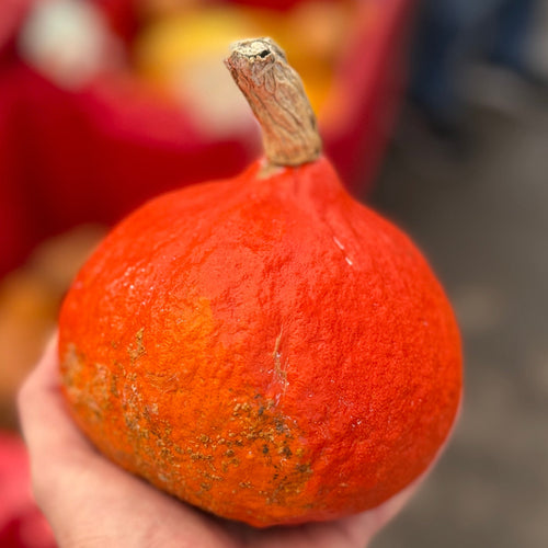 Organic Red Kuri Squash from Norwich Meadows Farm