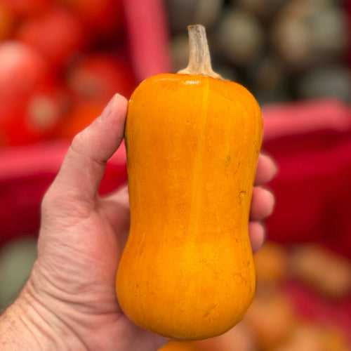Honeynut squash bred by our friend Dr Michael Mazourek - Norwich Meadows Farm.