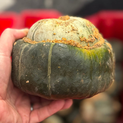 Organic buttercup squash from norwich meadows farm.