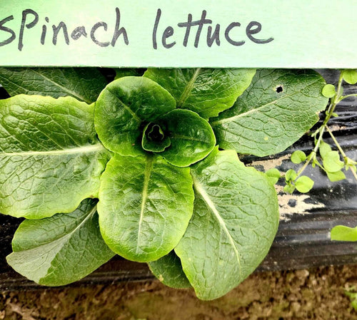 Spinach Lettuce in the fields - Norwich Meadows Farm