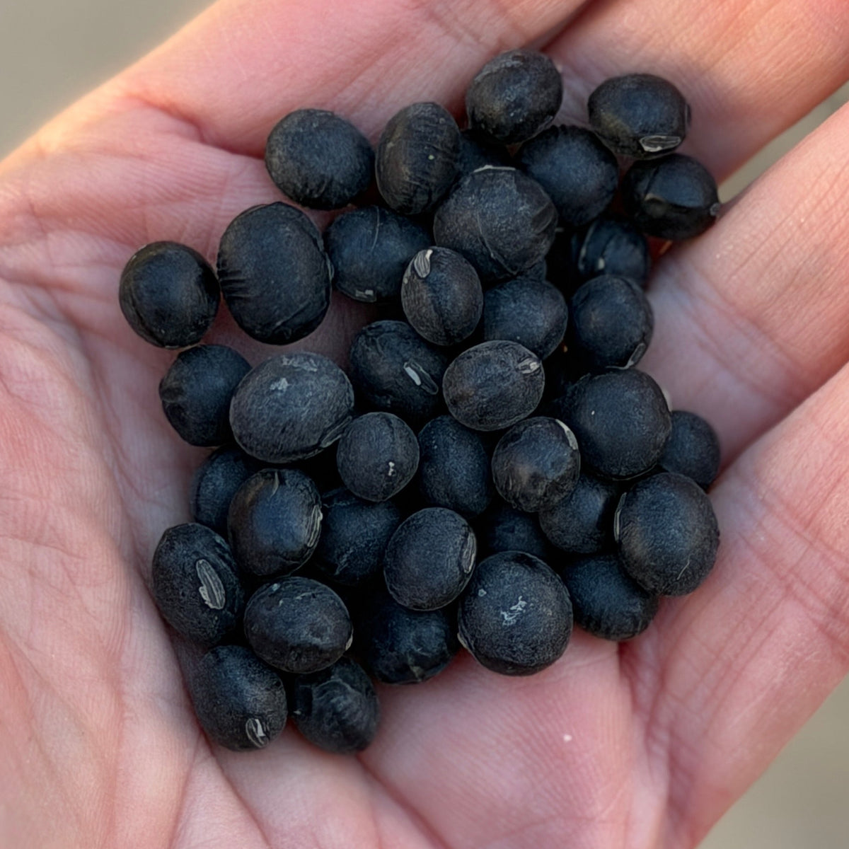 Organic Black Soy Bean or Edamame, grown on Norwich Meadows Farm.