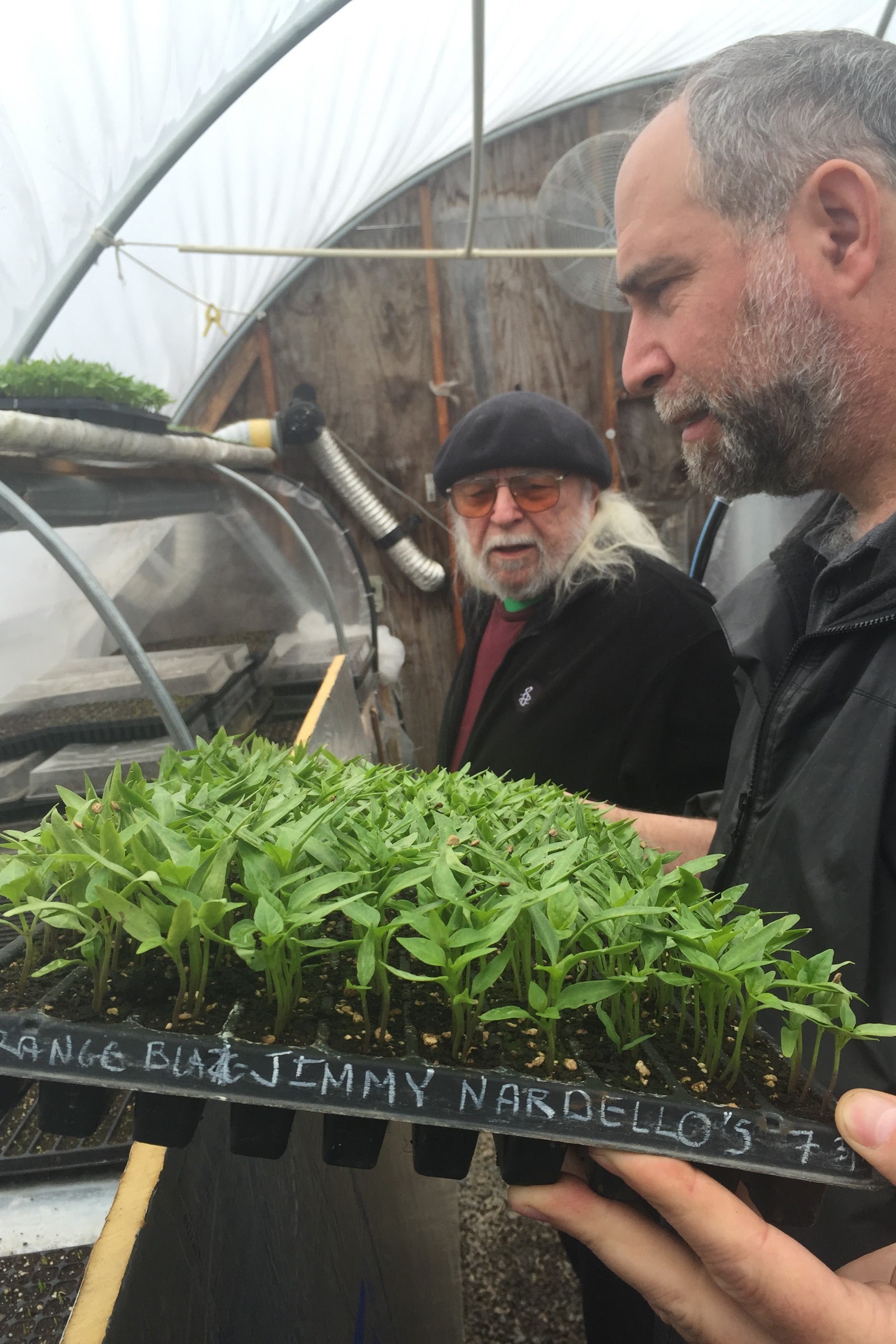Zaid and Dag in the green house looking at the Jimmy Seedlings.