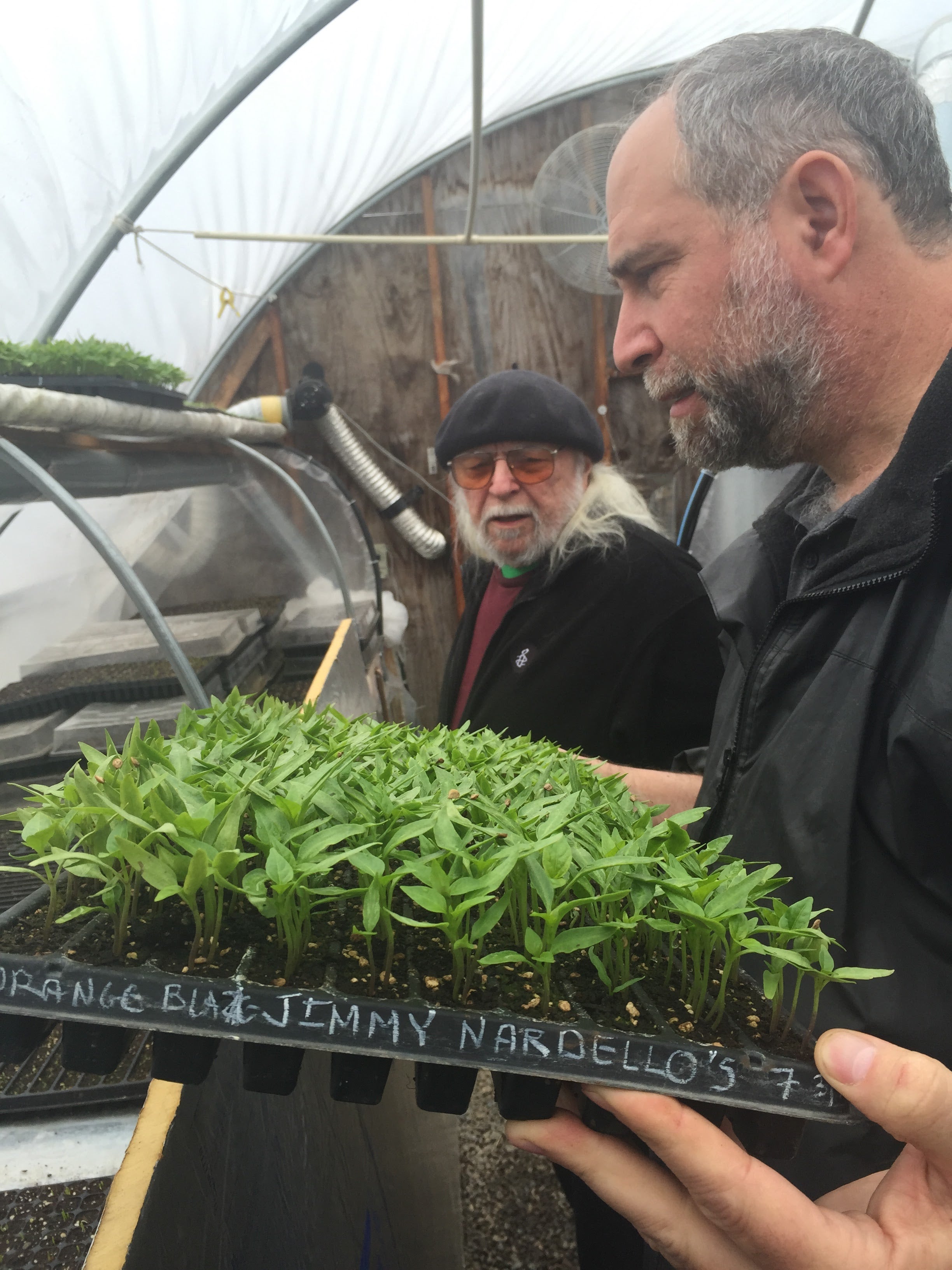 Jimmy Nardello Peppers