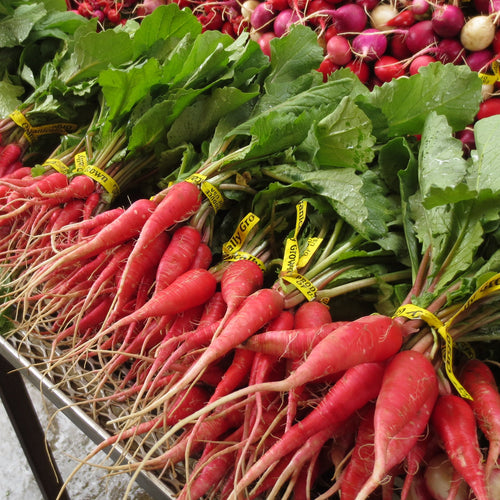 Shunkyu Radish from Norwich Meaodws Farm - washed and sorted, ready for Union Square Green Market.
