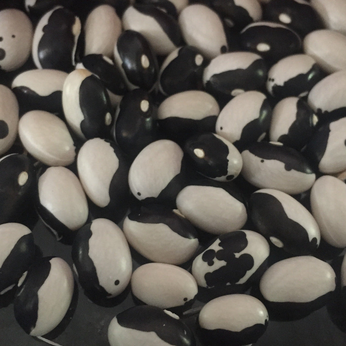 Calypso Beans - 3 or 5lb Box
