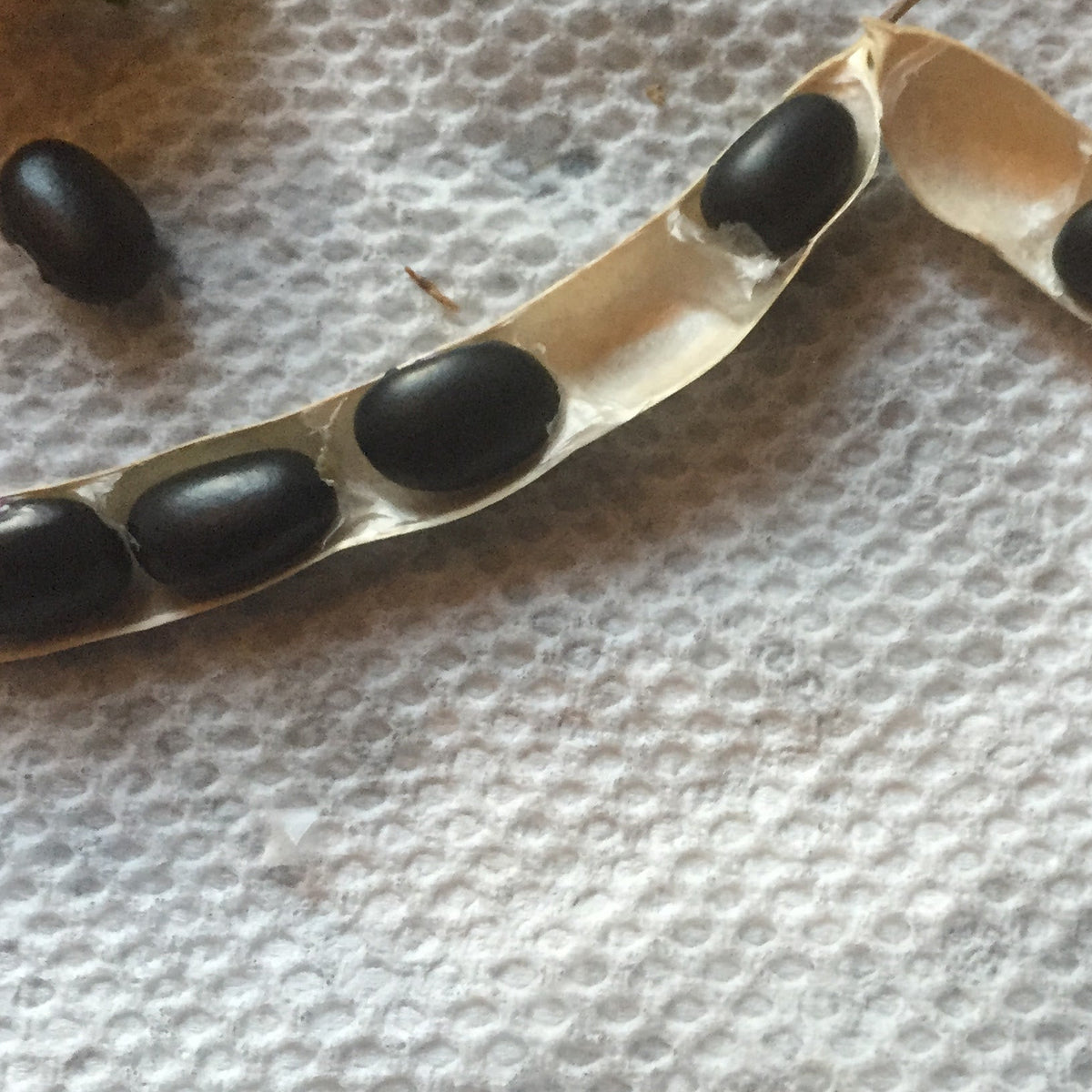 Organic Black Bean grown by Norwich MEadows Farm