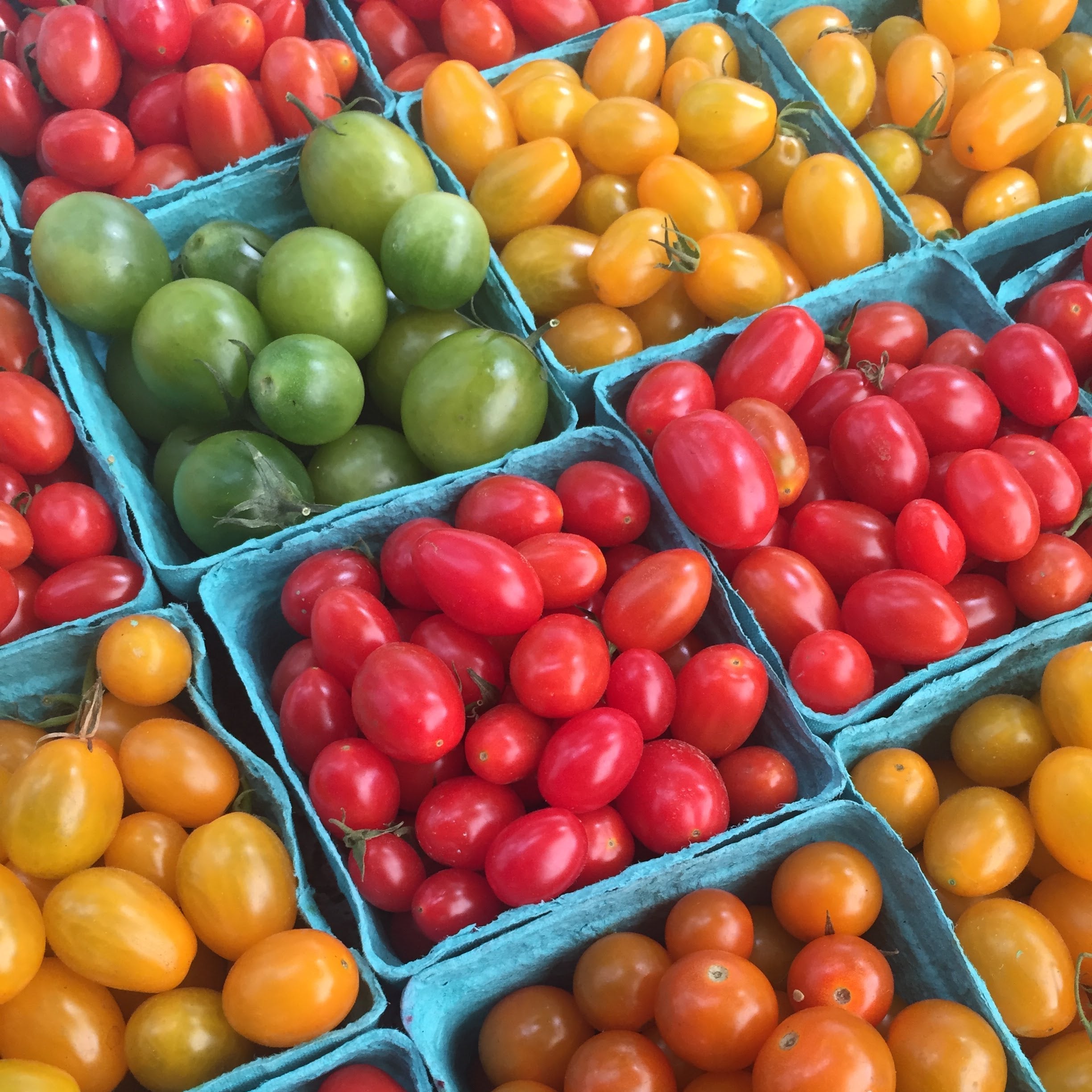 Cherry tomatoes that were just harvested for Brooklyn CSAs