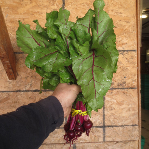 Baby Beets harvested from Norwich Meadows Farm