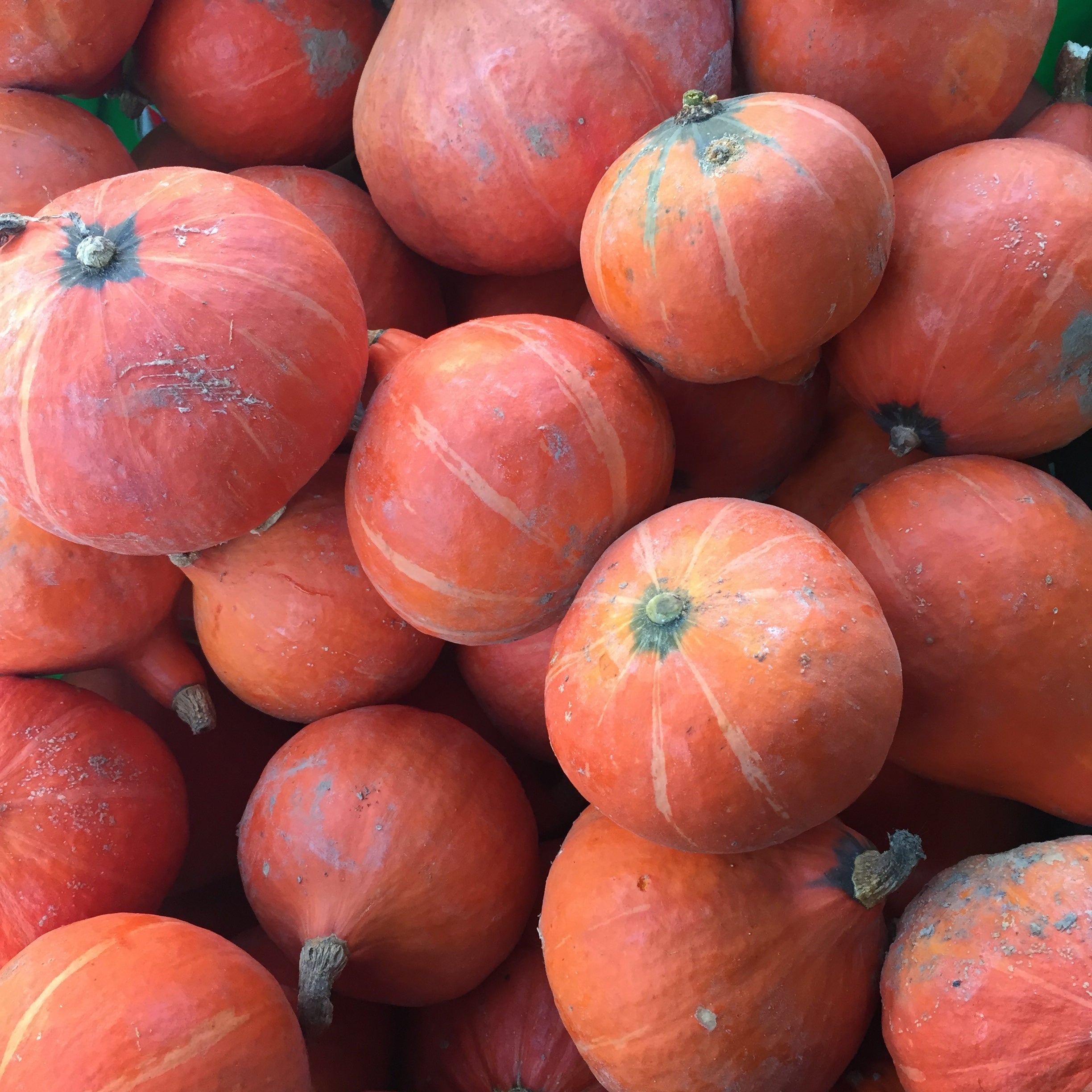 Japanese Squash Norwich Meadows Farm