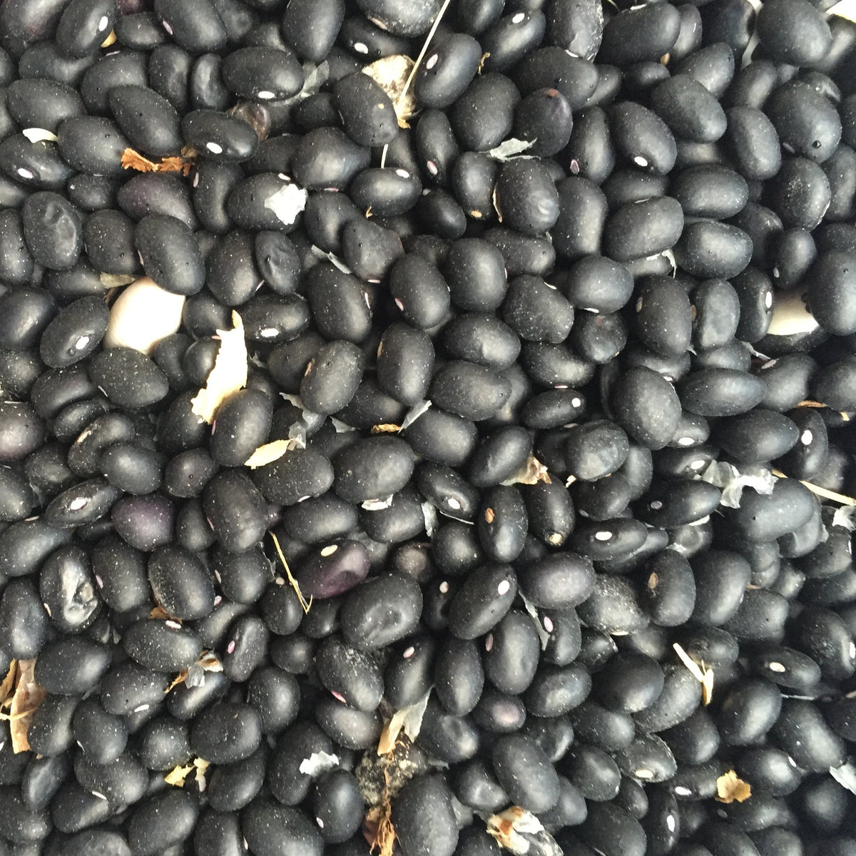 Black turtle beans from Norwich Meadows Farm.