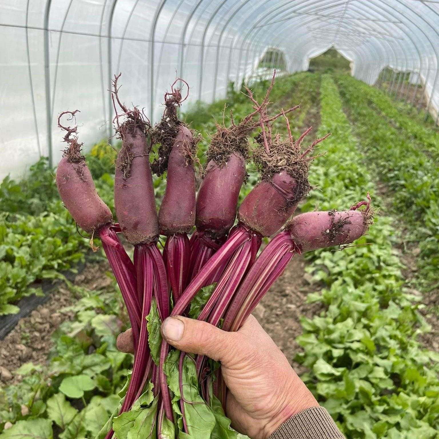 Cylindric beets harvested at Norwich Meadows Farm NY.