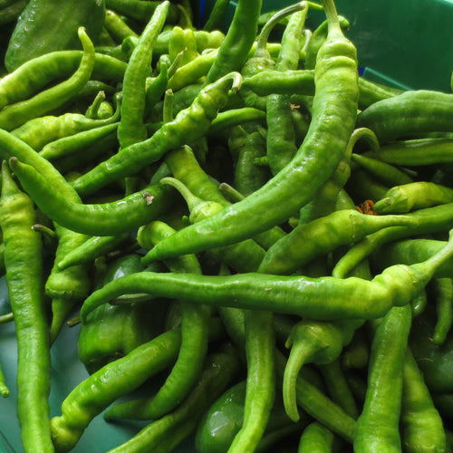 Green Jimmy Nardello Peppers from Norwich Meadows Farm.