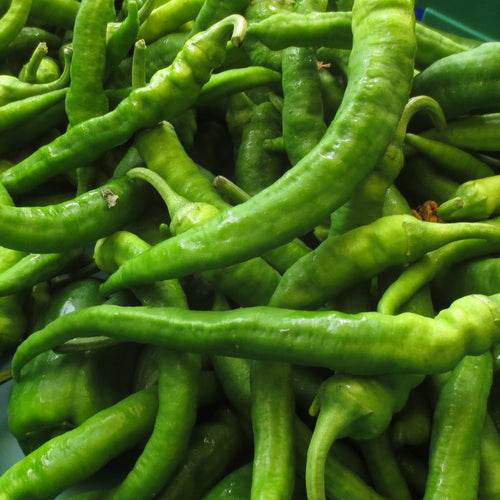 Green Jimmy Nardello Peppers grown by Norwich Meadows Farm.