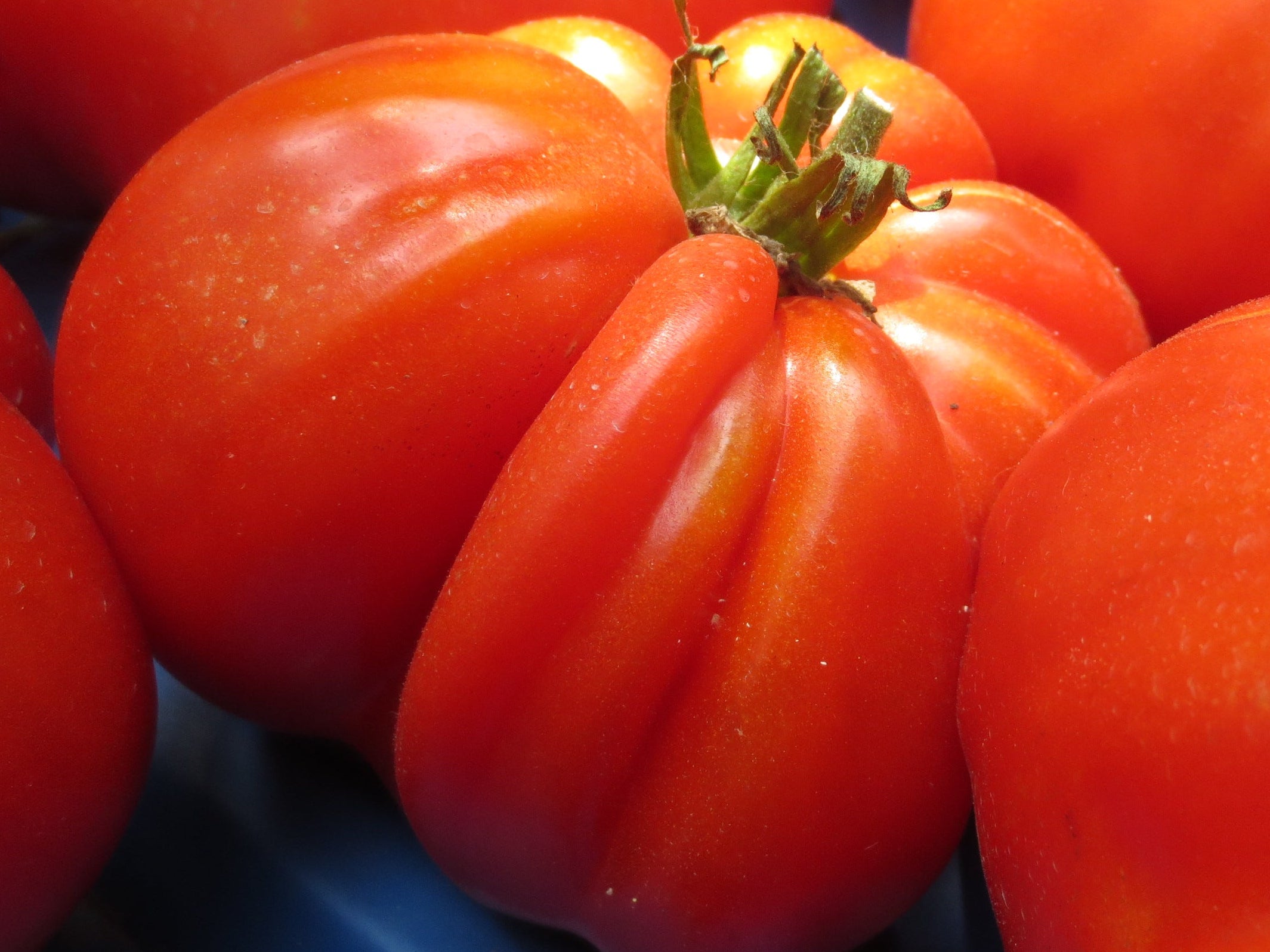 Canastrino Tomato - Norwich. Meadoes farm