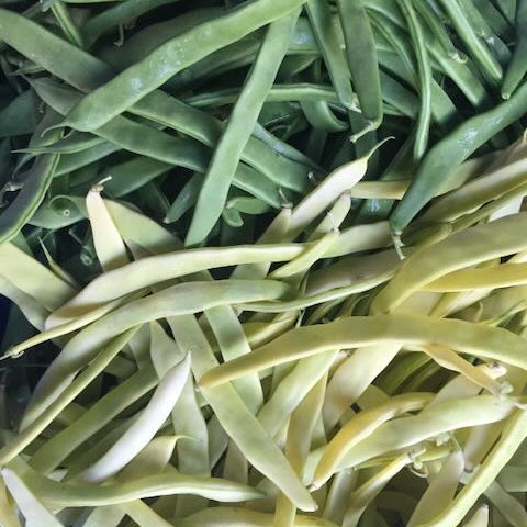 A mix of green and yellow Romano Pole Beans - harvested fresh and shipped nationwide.