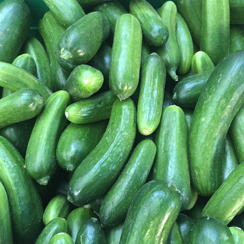 Norwich Middle east cucumber
