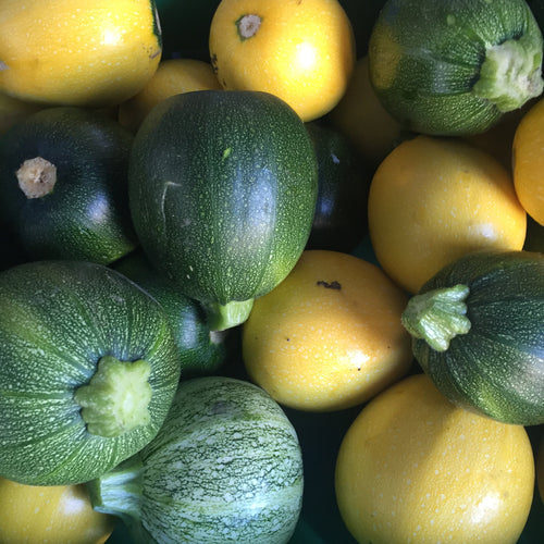 Mixed Round Summer Squash from Norwich Meadows Farm.