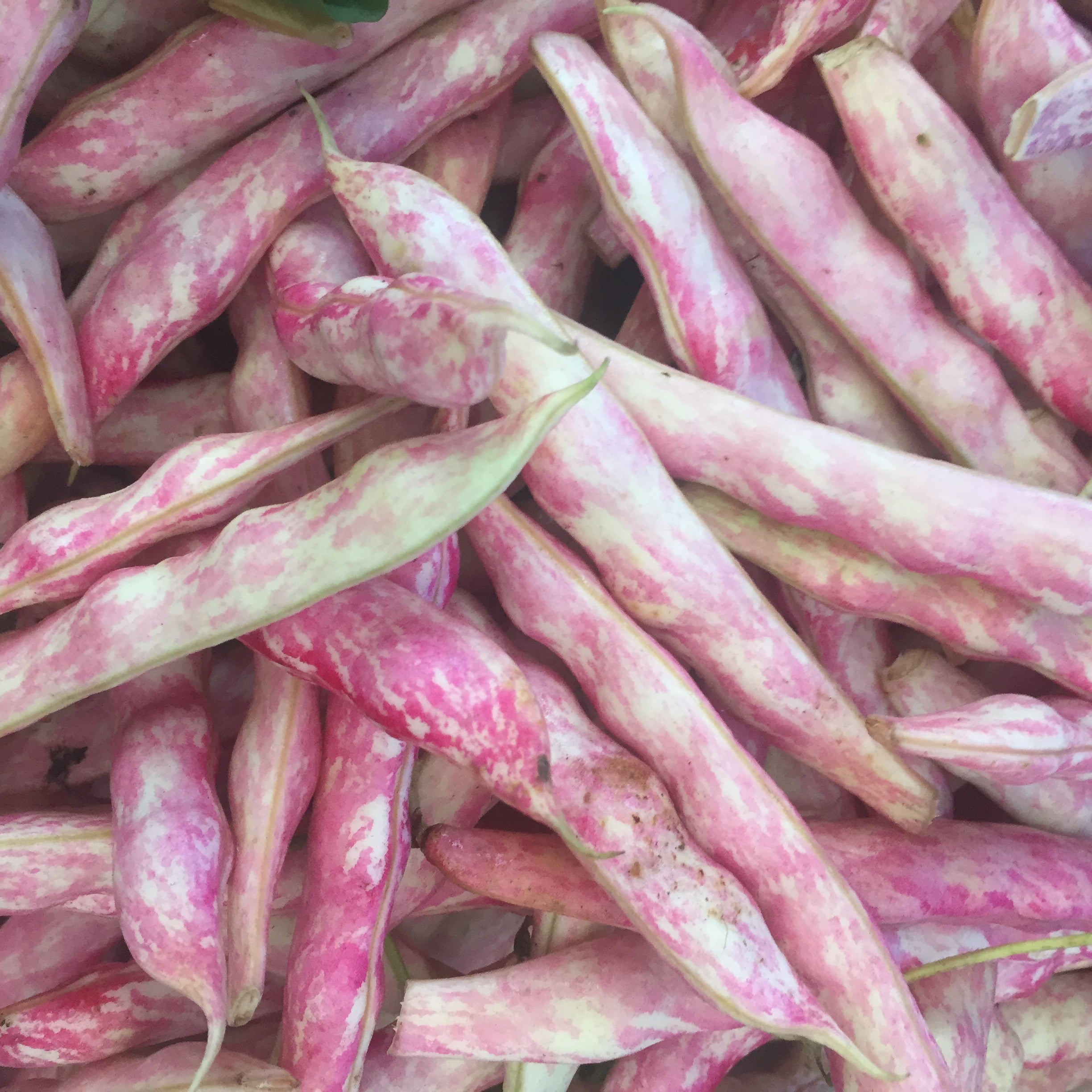 Close up of Borlotti Beans grown on Norwich Meadows Farm.