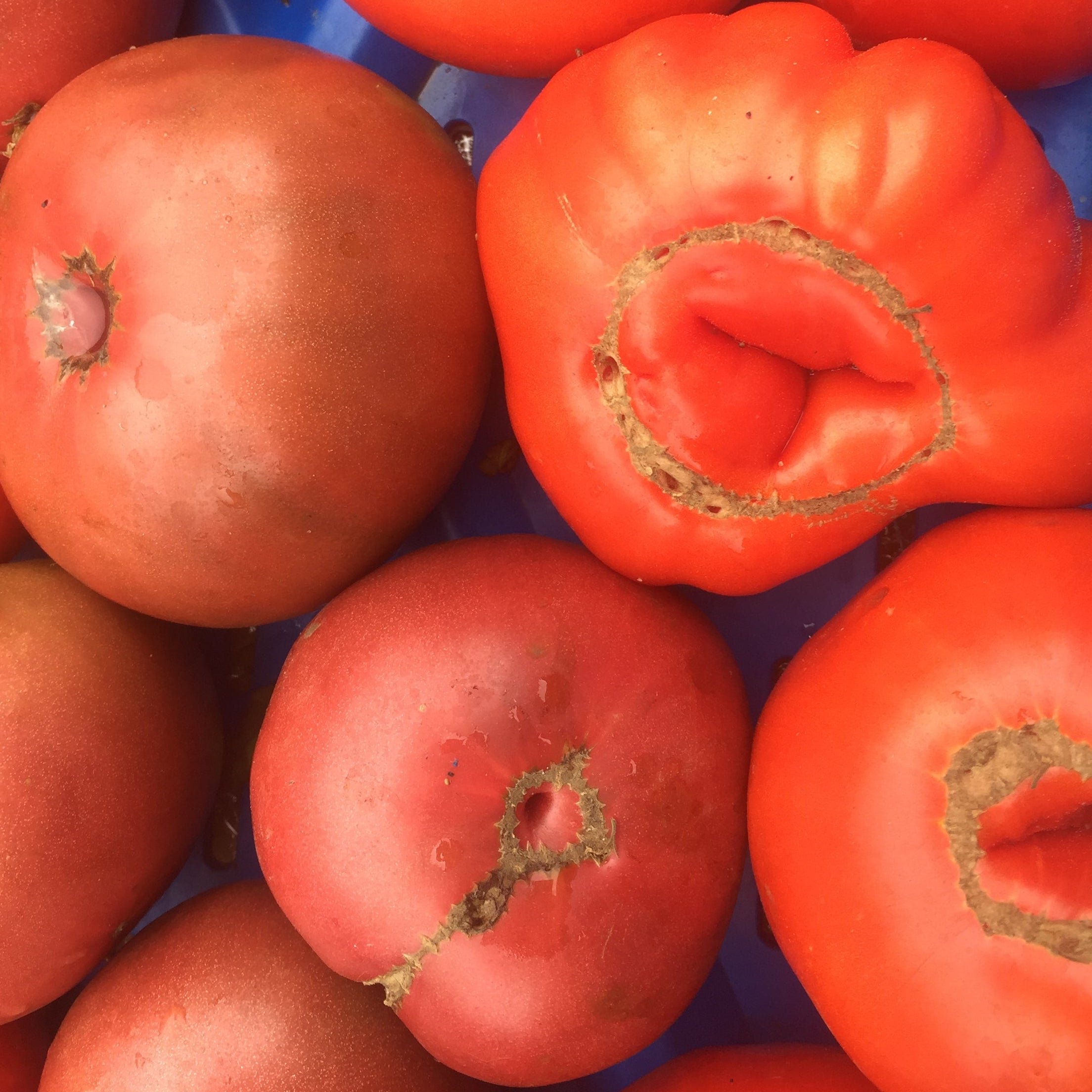 Red Heirlooms at Union Square Green Market.