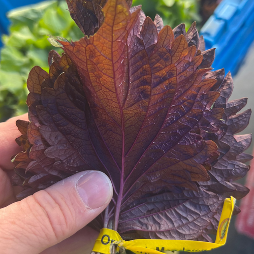 Red shiso leaves at Union Square Farmers Market