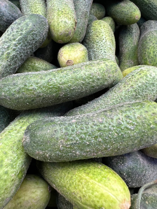Cucumber, European Kirby - 4pcs