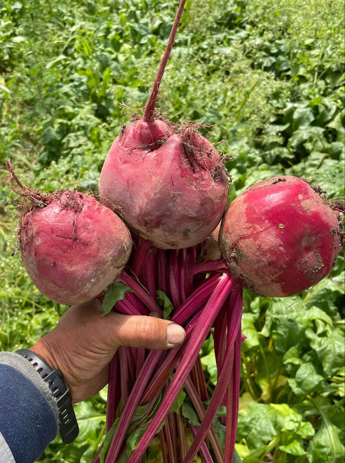 Red beets just harvested at the farm upstate in Norwich, NY