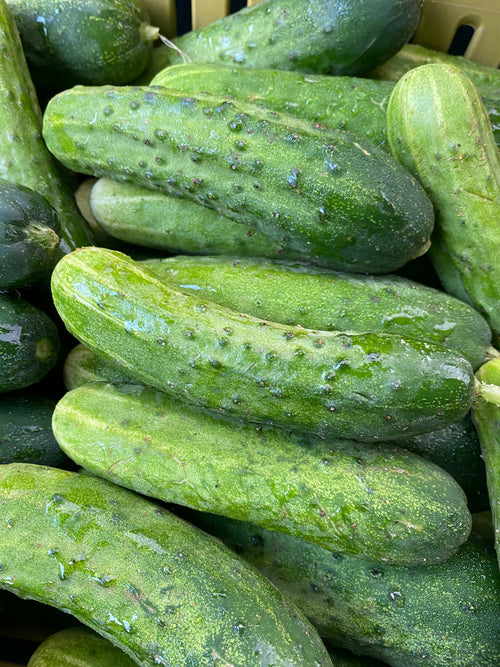 Kirby Cucumbers at our Union Square Farmers Market stand.