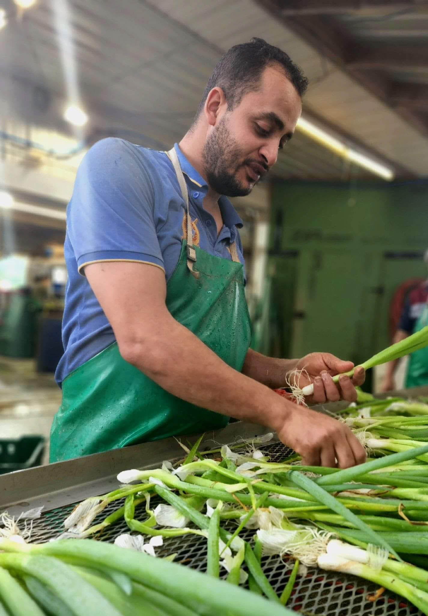 Sorting green garlic, getting it ready for shipping in a farm box