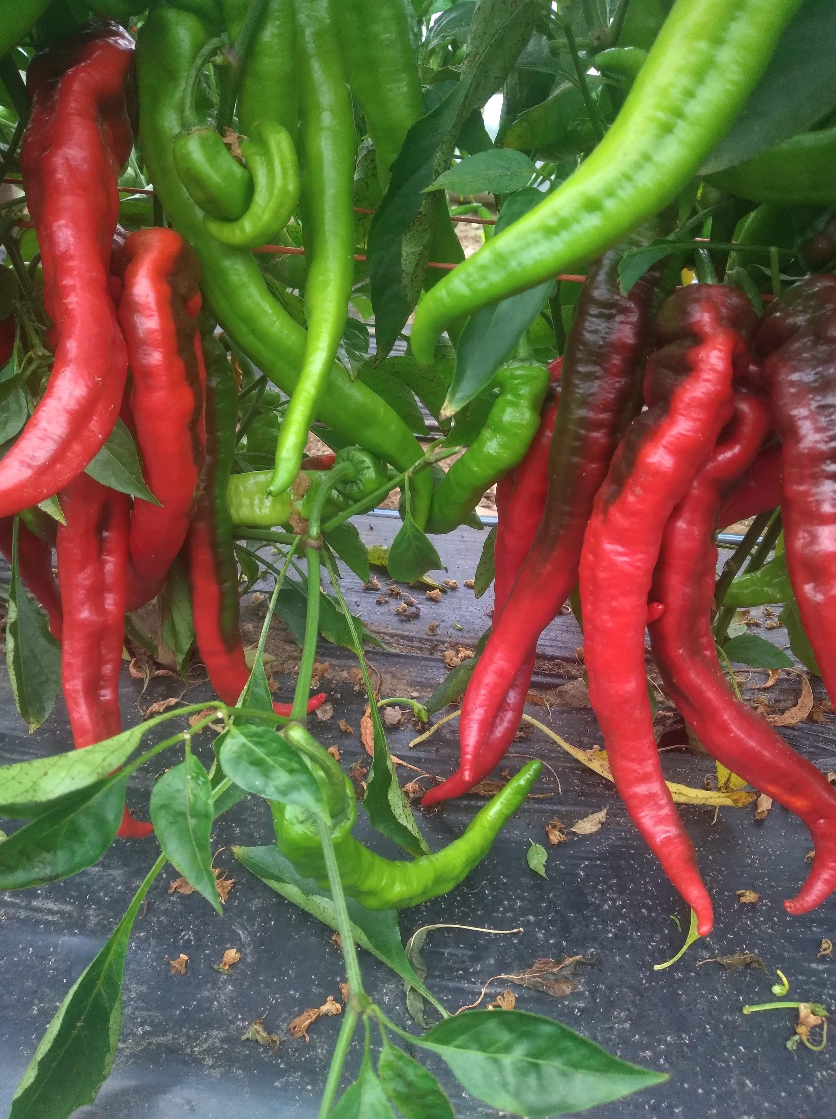 Jimmy Nardello Peppers