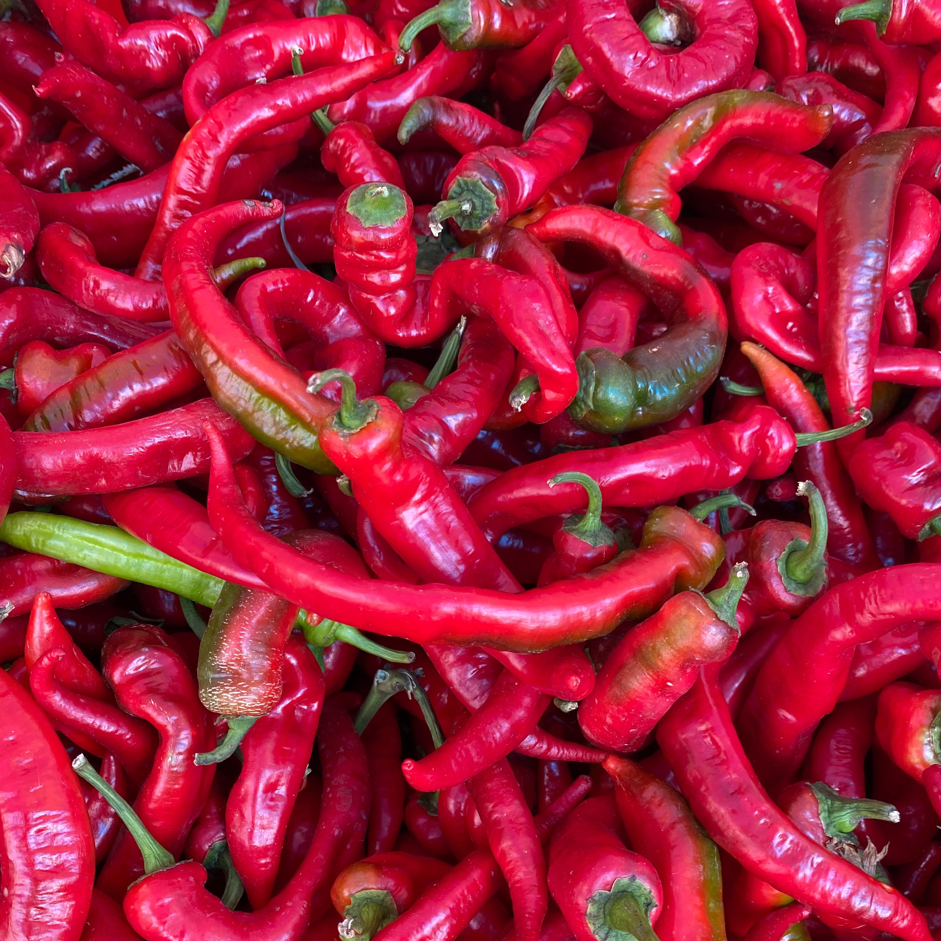 Jimmy Nardello Peppers for our CSA