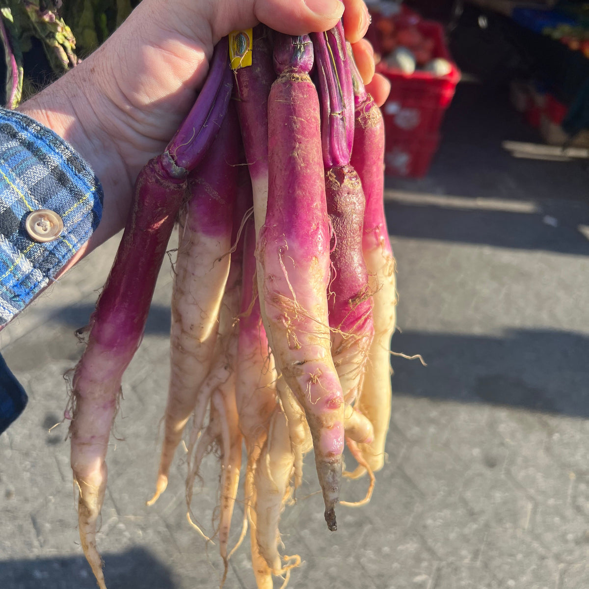 Hinonoa Kabu turnips - an heirloom japanese turnip for pickling grown organically on Norwich Meadows Farm.