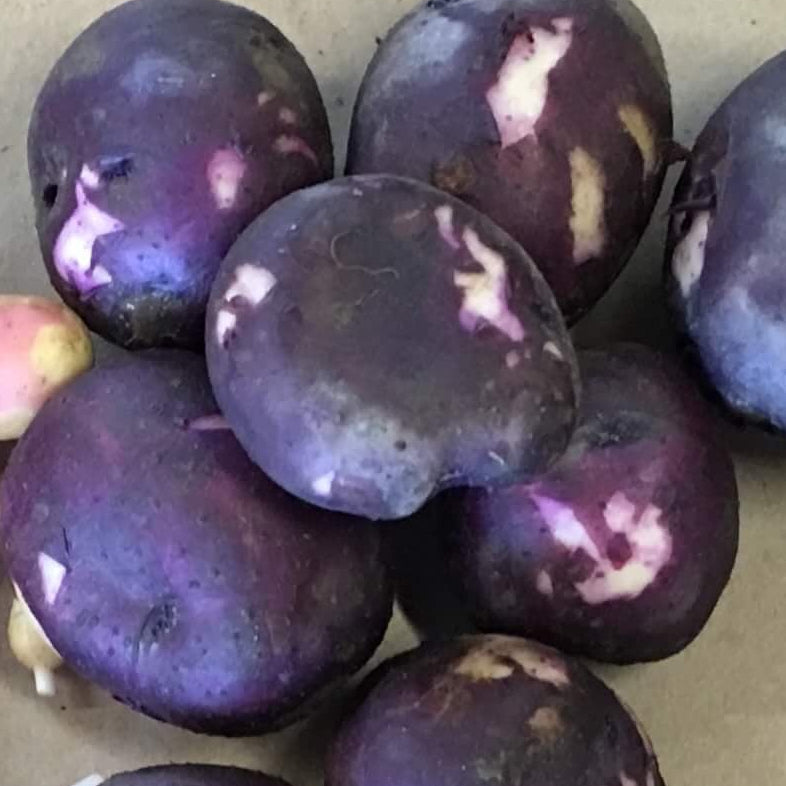 Peter Wilcox (Blue Gold) Potatoes - grown by Norwich Meadows Farm.