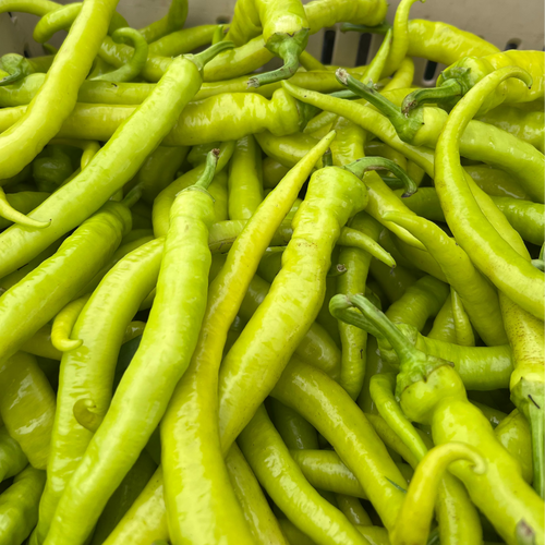 Coraci Turkish Peppers at Union Square Green Market - Norwich Meadows Farm.