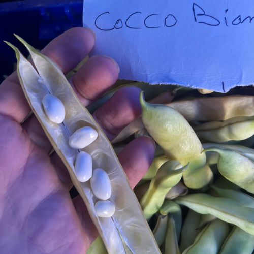 A hand holds an open pod of white beans next to a handwritten sign reading 'Beans, Specialty Cocco Bianco' in front of a pile of green and yellow-beige beans.