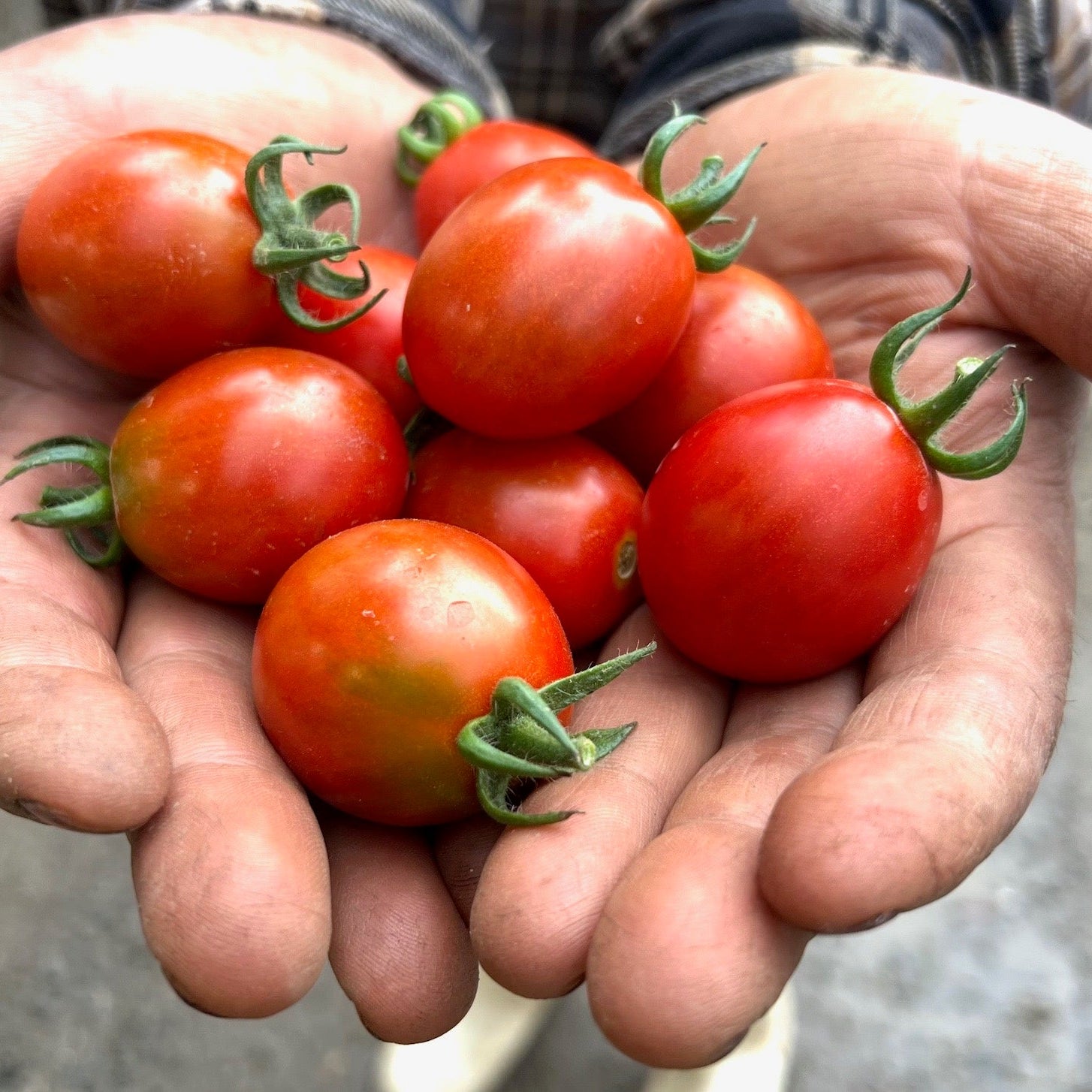 Handful of tomatoes ready for csa pickup