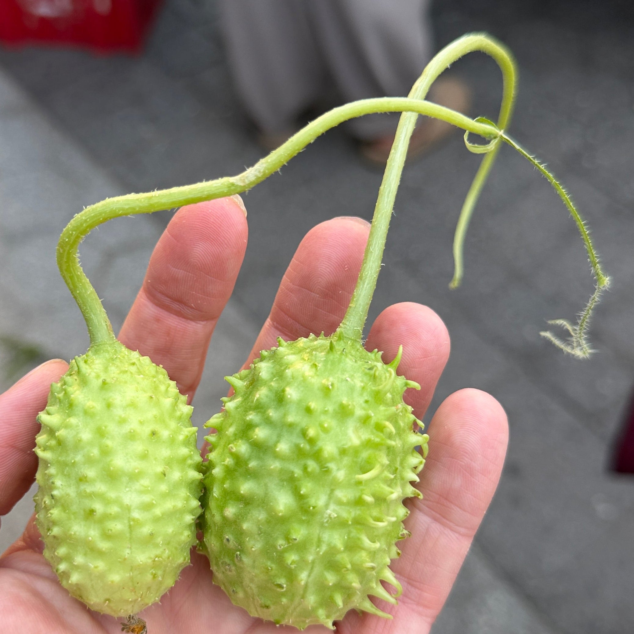 Bur Gherkins at Union Square Park grown by Norwich Meadows Farm