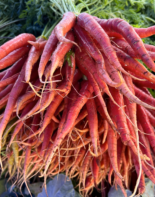 Japanese Kyoto Carrots ready for market at union square.