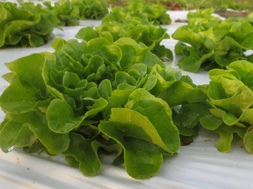 Salanova Bibb Lettuce - 1 head