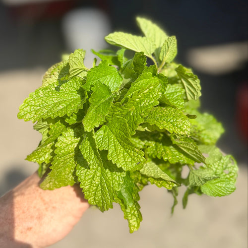 Lemon Balm Harvested from Norwich Meadows Farm.
