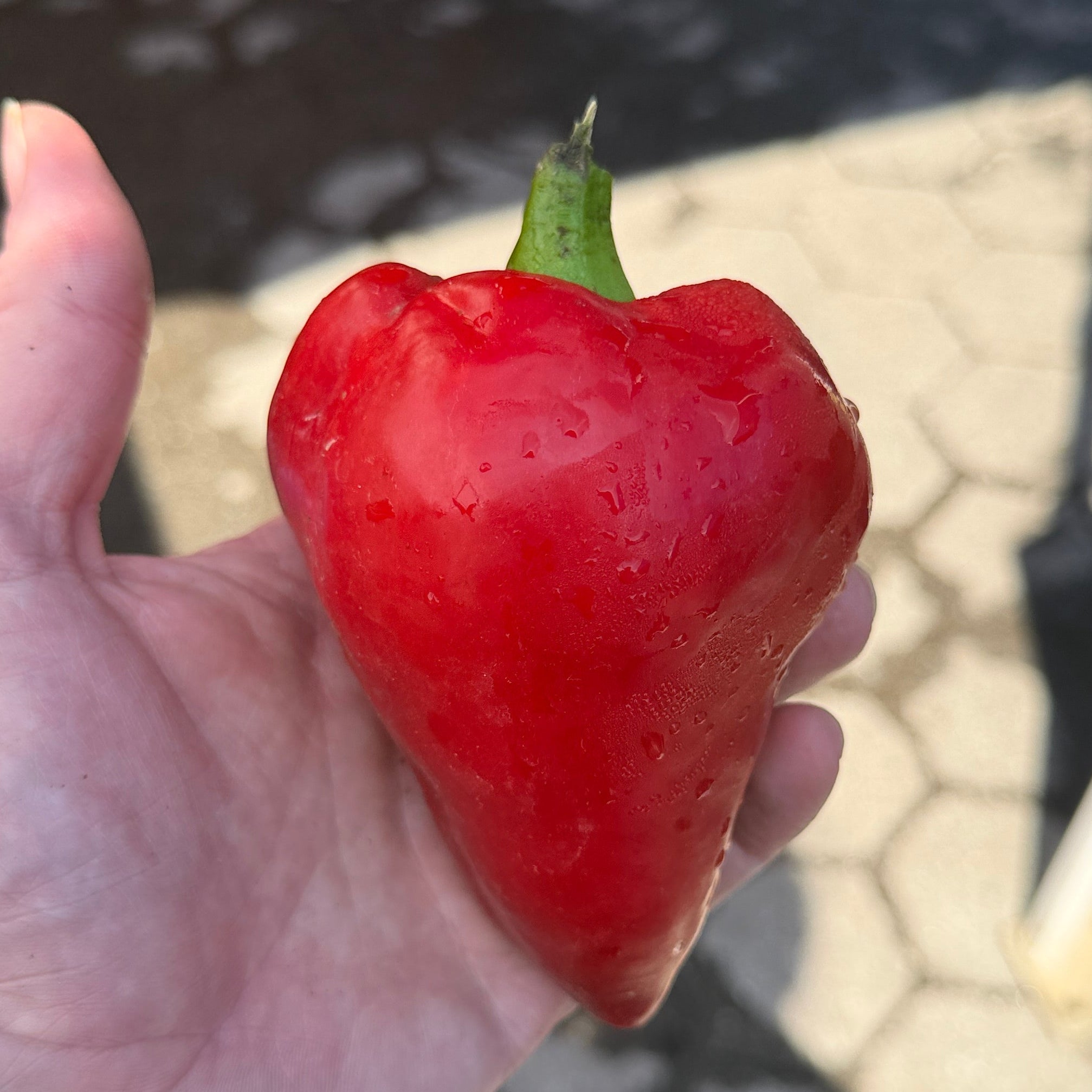 Lesya - the sweetest pepper.  Grown in Norwich, by norwich meadows farm.