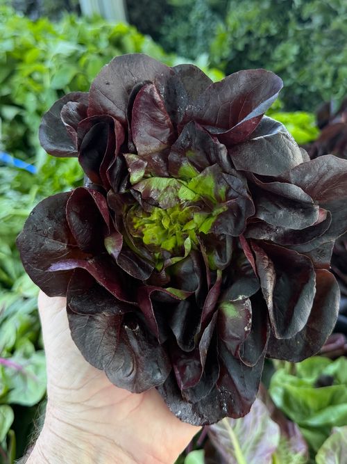 Salanova Oak Red Lettuce Norwich Meadows Farm