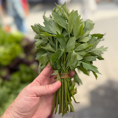 Lovage grown on  Norwich Meadows Farm