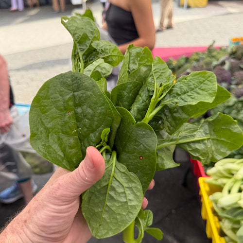 Malabar Spinach, a succlent that is a great substitute for spinach in the summer.