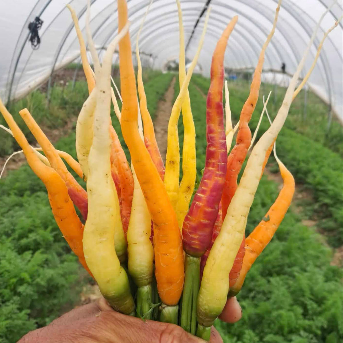 Mixed baby carrots freshly harvested from the farm in Norwich.