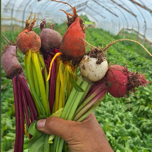 Beets freshly harvested from our high tunnel in norwich ny.