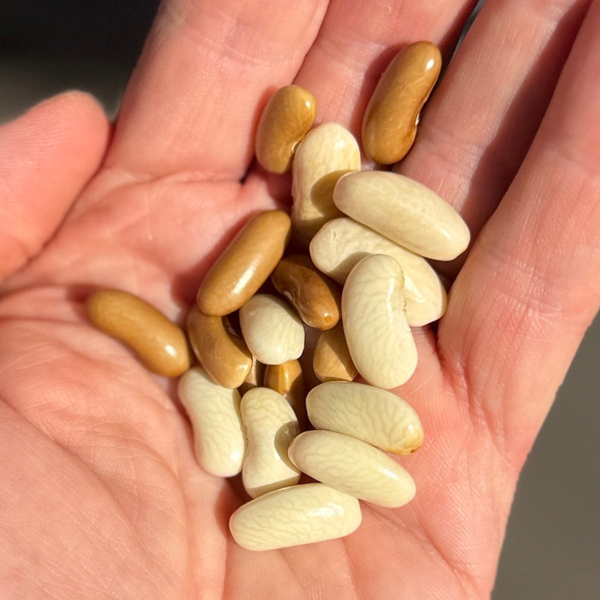 Mixed Fresh Shelling Beans from norwich meadows Farm